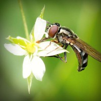 /album/desentupidoravasoscanoas/photolia-a02-jpg/