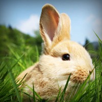 /album/desentupidoravasoscanoas/photolia-a03-jpg/