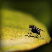 /album/desentupidoravasoscanoas/photolia-a07-jpg/