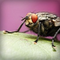 /album/desentupidoravasoscanoas/photolia-a08-jpg/